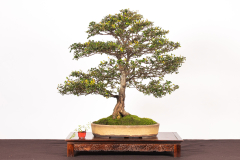 7-Nothofagus-cunninghamii-LR