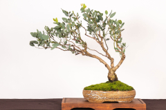 8-Eucalyptus-melliodora-LR