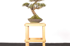 4 Leptospermum continentale