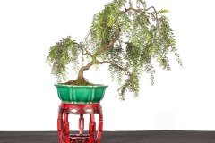 46 Acacia howittii