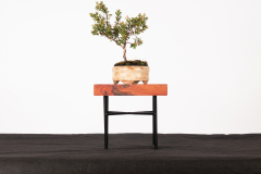 1 Leptospermum wooroonooran