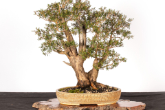 10 Kunzea peduncularis