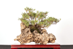 11 Homoranthus flavescens