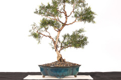 12 Melaleuca styphelioides