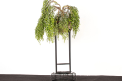 14 Acacia howittii