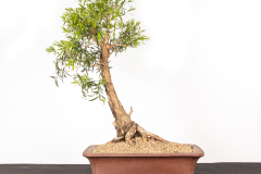 15 Callistemon sp.