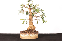 16 Banksia serrata