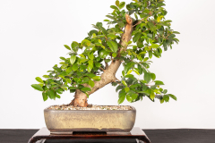 17 Syzygium australe