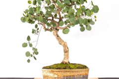 18 Eucalyptus polyanthemos