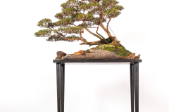 19 Kunzea peduncularis