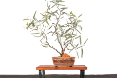 2 Eucalyptus sideroxylon