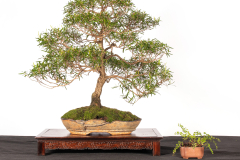 21 Leptospermum petersonii