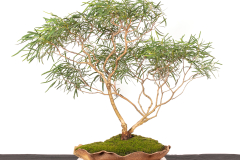 22 Eucalyptus viridis