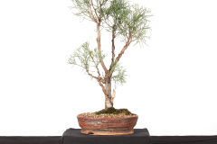 23 Callitris glaucophylla