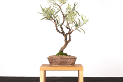 24 Acacia pendula