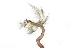 25 Allocasuarina littoralis