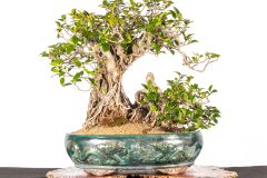 26 Ficus rubiginosa