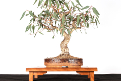 27 Eucalyptus camaldulensis