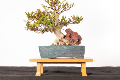 28 Tristaniopsis laurina