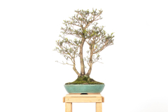 3 Leptospermum lanigerum