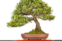 30 Callistemon citrinus
