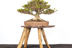 31 Ficus rubiginosa