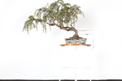 32 Acacia howittii