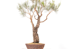 35 Allocasuarina littoralis