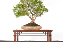 36 Leptospermum petersonii