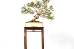 37 Melaleuca styphelioides