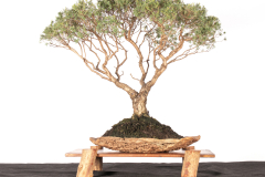 38 Melaleuca incana nana