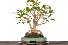 39 Ficus rubiginosa