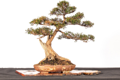 42 Kunzea peduncularis