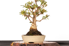 44 Banksia canei