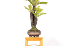 45 Blechnum nudum