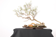 47 Melaleuca armillaris