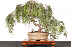 48 Acacia howittii