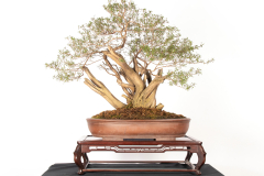 49 Kunzea peduncularis