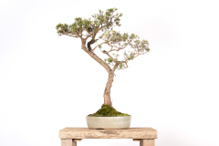 5 Melaleuca sp