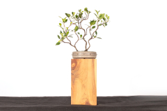 50 Ficus microcarpa crassifolia
