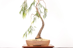 51 Agonis flexuosa