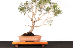 52 Leptospermum petersonii