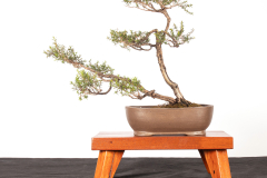 53 Leptospermum continentale