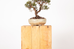 54 Leptospermum myrsiniodes