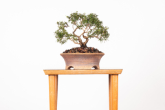 55 Melaleuca styphelioides