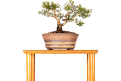 56 Melaleuca styphelioides