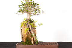 57 Ficus.rubiginosa