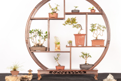 58 Miniature bonsai