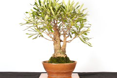 59 Banksia serrata