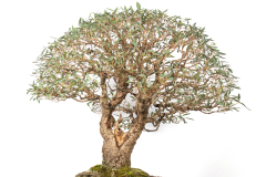 6 Eucalyptus camaldulensis